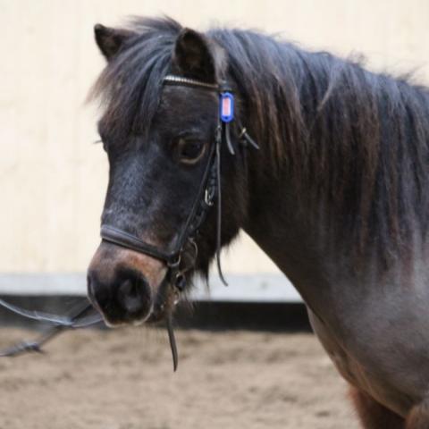 Ponnyledning 12-14