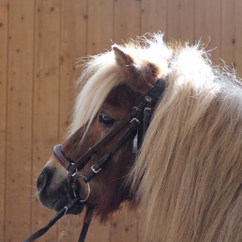 Ponnyledning 12-14