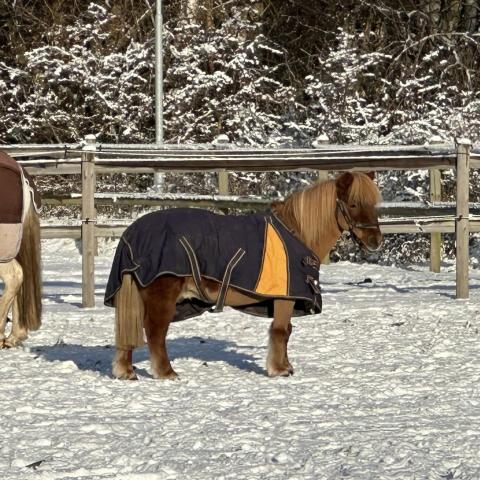Ponnyledning 12-14
